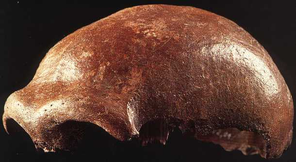 Fossilized scullcap of Neanderthal 1. (Click on image to view larger.